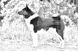 Russo-European Laika