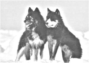 Sakhalin Husky