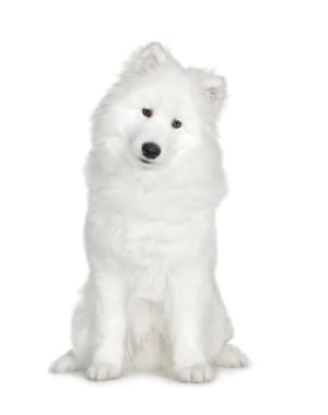 Samoyed