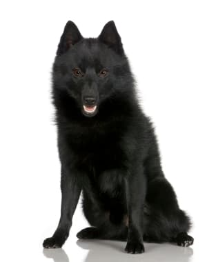 Schipperke