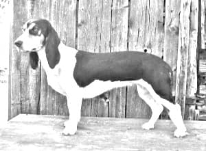 Schweizerischer Niederlaufhund