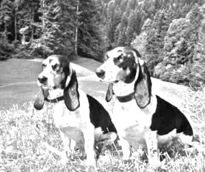 Schweizer Laufhund