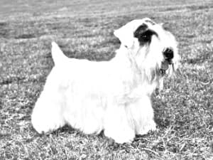 Sealyham Terrier