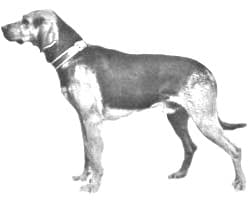 Serbian Hound