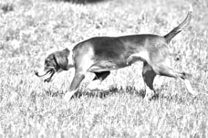 Serbian Tricolour Hound