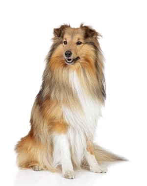Shetland Sheepdog