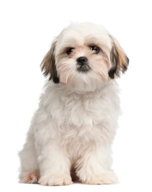 Shih Tzu