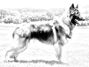 Shiloh Shepherd Dog