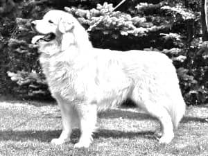 Slovak Cuvac