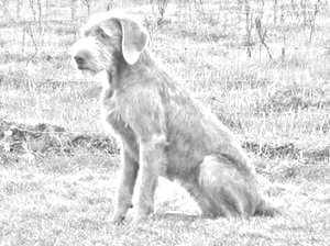Slovakian Rough-haired Pointer