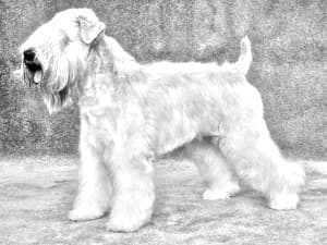 Soft-Coated Wheaten Terrier