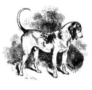 Southern Hound