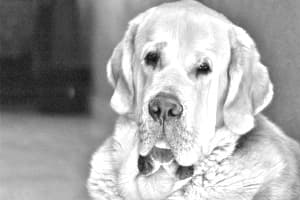 Spanish Mastiff