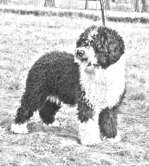 Spanish Water Dog