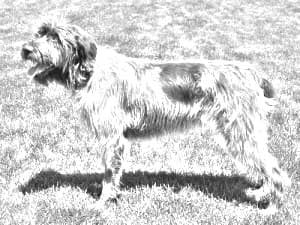 Spinone Italiano
