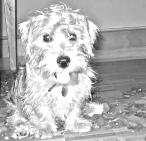 Sporting Lucas Terrier