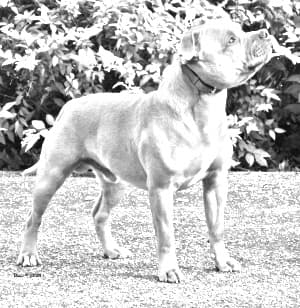 Staffordshire Bull Terrier