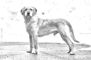 Styrian Coarse-haired Hound