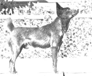 Tahltan Bear Dog