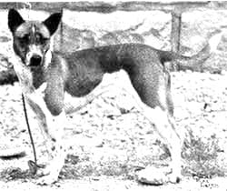 Telomian