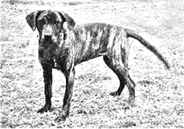 Tennessee Treeing Brindle
