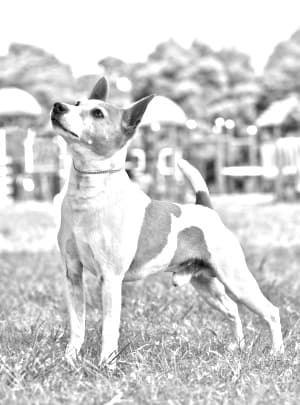 Tenterfield Terrier