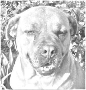 Terceira Mastiff