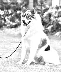 Thai Bangkaew Dog