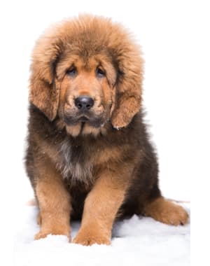 Tibetan Mastiff