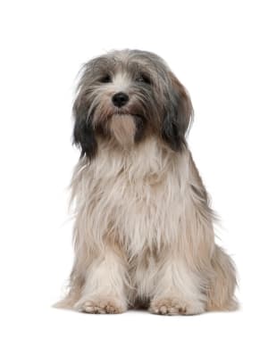 Tibetan Terrier
