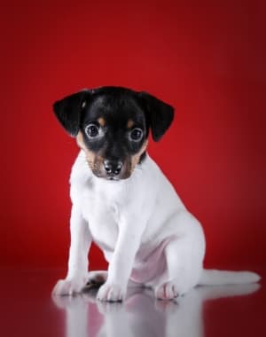 Toy Fox Terrier