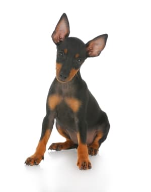 Toy Manchester Terrier