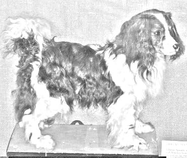 Toy Trawler Spaniel