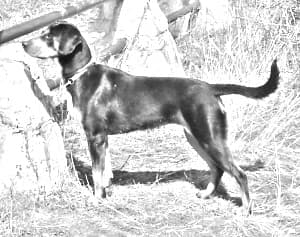 Transylvanian Hound