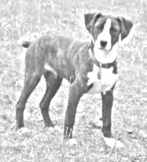 Treeing Cur