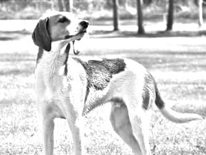 Treeing Walker Coonhound