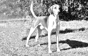 Trigg Hound