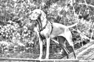 Vizsla