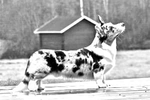 Welsh Corgi, Cardigan