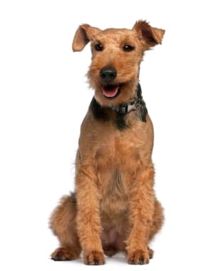 Welsh Terrier