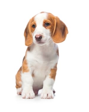 Westphalian Dachsbracke