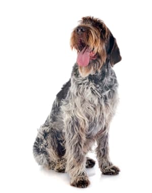 Wirehaired Pointing Griffon