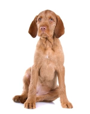 Wirehaired Vizsla