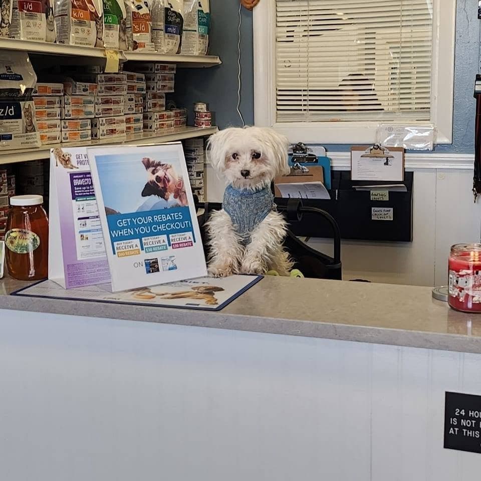 Emmerson Animal Hospital — photo 1