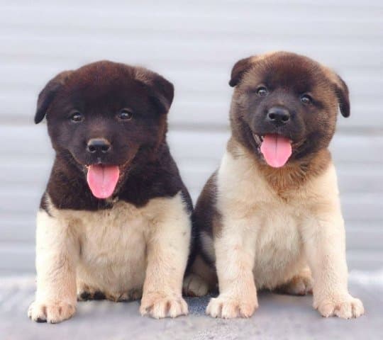 American Akita puppies