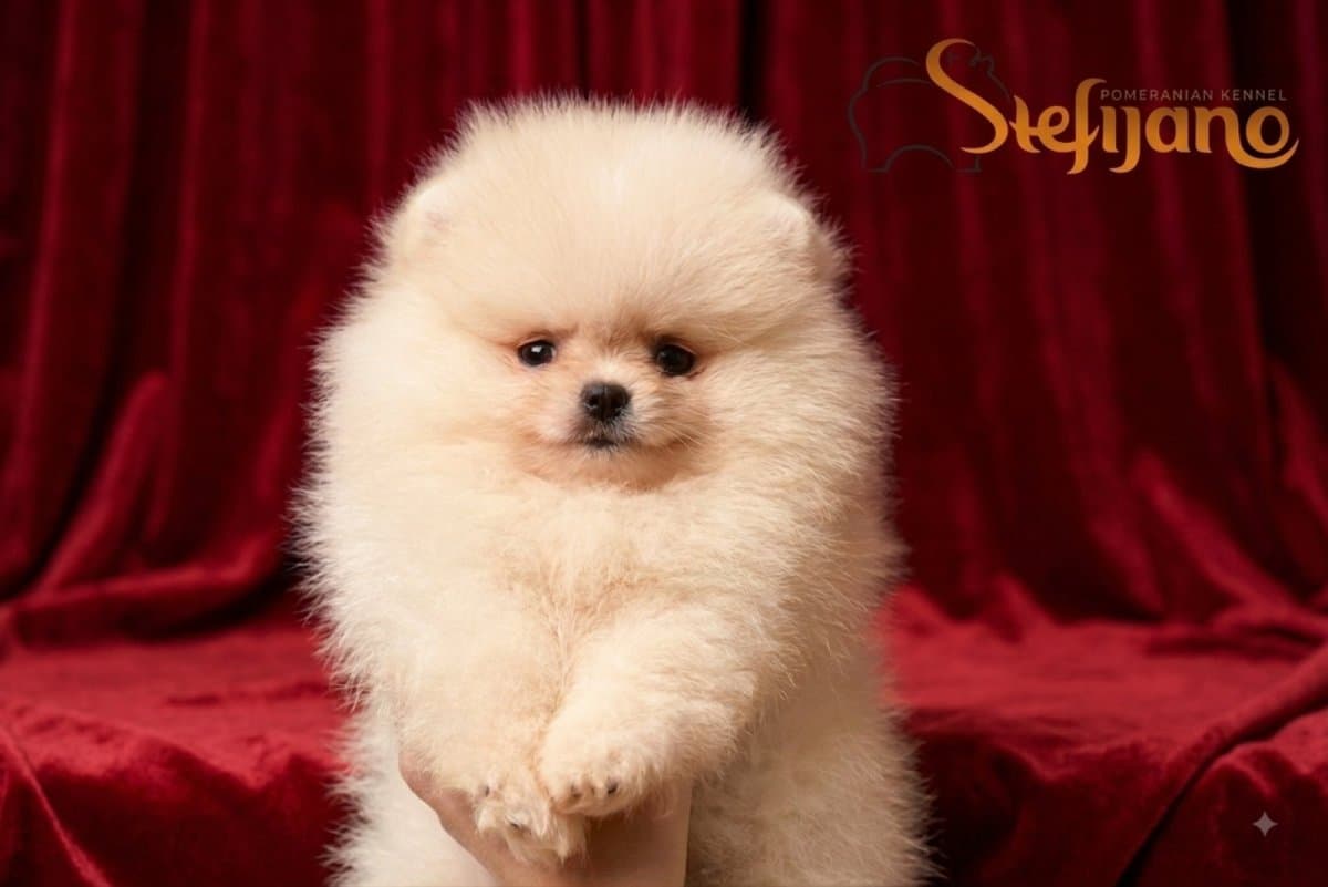 Pomeranian BOO Teddy Bears, Pomeranian Spitz – Puppies