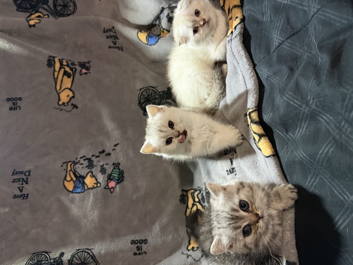Scottish kittens
