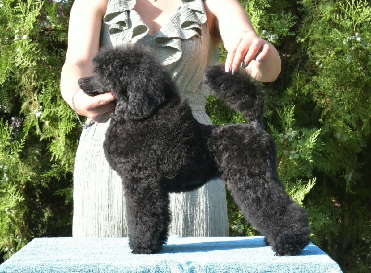 Black Miniature Poodle Female