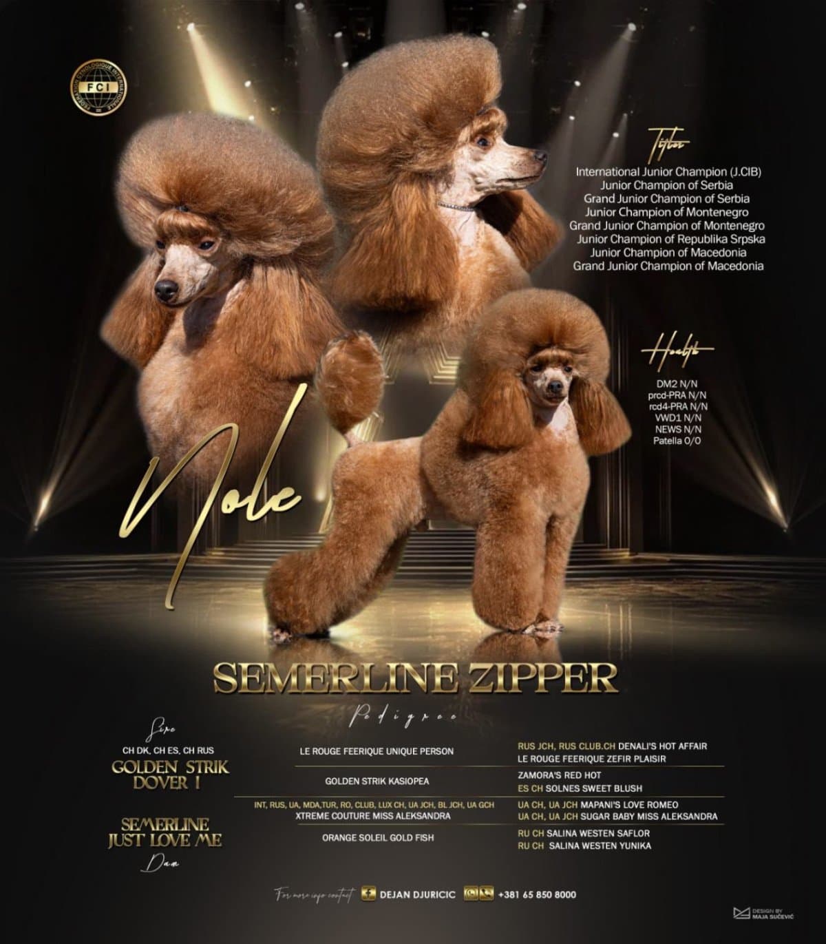 Toy Poodle – Beautiful Puppies