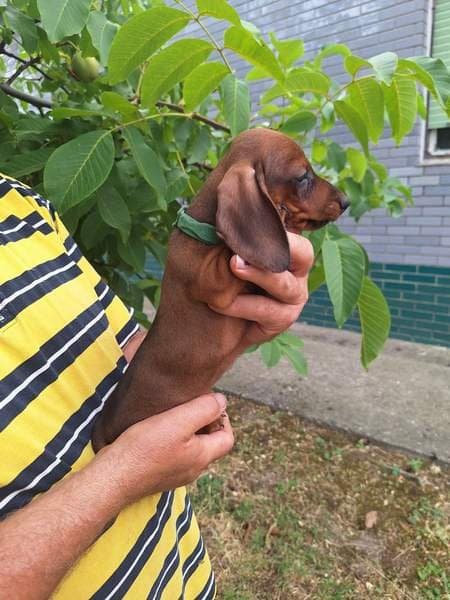Fawn-colored dwarf dachshund puppies